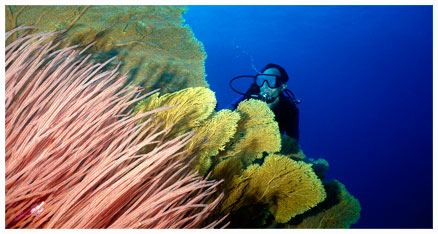 Scuba Dive Lakshadweep